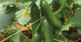 Estamos vendiendo frutas y verduras de Turquía. Contacto. Whatsapp: