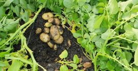 Estoy vendiendo papas nuevas. Estoy vendiendo papas nuevas.