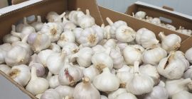 Vendemos ajo - min 24 toneladas. La entrega está