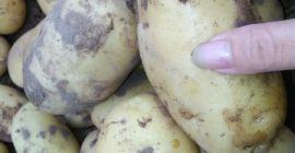 Características de las papas frescas alemanas: 1) futers uniformes