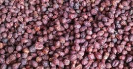 Rosa mosqueta seca, la mejor calidad, entregamos a cualquier