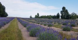 Venderé lavanda seca de una plantación orgánica. En nuestra