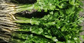 Tengo a la venta una pequeña lista de perejil