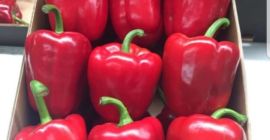 Venderé pimiento rojo, clase 1. Estamos buscando compradores para