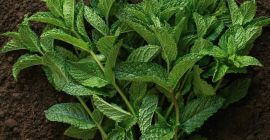 Excelente menta fresca. Producto de alta calidad. Enviar mensaje