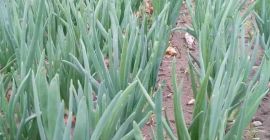 cebollino fresco y bien proporcionado ... recomiendo