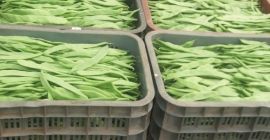 Venderé guisantes de azúcar, primera clase. Cantidades al por