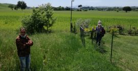 Dos hectáreas de achicoria listas para ser trilladas. Lo