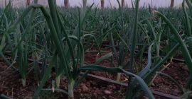 Vendo hilos de cebolla verde 25000 -30000, precio 0,10