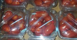 Estamos buscando recipientes regulares de tomate. Comenzamos a planificar