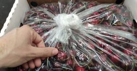 Especificaciones Cereza fresca 1) Cereza fresca 2) Maduración temprana