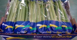 Venderé apio sembrado de acuerdo con las pautas del