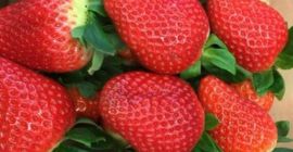 Venderé una fresa, importada de España, bonita, fresca, que