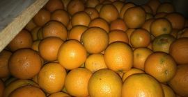 Venderé zumo de naranja clase 2 en contenedores de