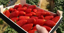 Venta al por mayor de fresas Venta al por