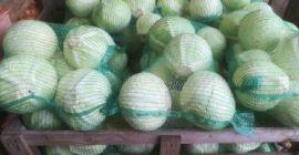 Venderé una variedad de col blanca, Storek; 1-4kg, variedad