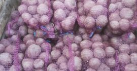 5. Venderé remolacha de la variedad Boro; 10ton; Cal.