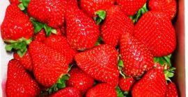 Fresa, española, bonita, fresca. Recogida en Grójec o en