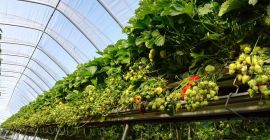 Hola, somos una empresa moderna de Wielkopolska. Producimos fruta