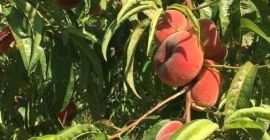 Ofrecemos melocotones 22s, 24s, 26s, 28s y melocotones planos,