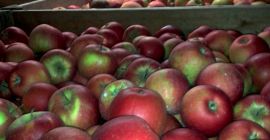 Venderé manzanas Reno Champagne. Manzana descalza, firme. No vende