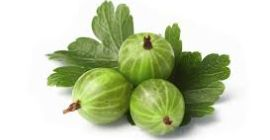 Tengo que vender en la temporada 2018. grosella hinomaki