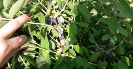 Hola, vendo fruta de bayas de Kamchatka, variedades de