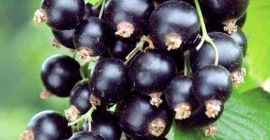 Venderé fruta fresca y saludable de grosella negra de