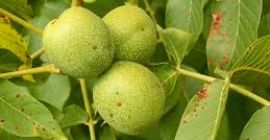 Compraré 6 toneladas de nogal verde, tamaño hasta 25