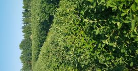 Buenos días, venderé las bayas de las bayas de