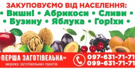 Somos la primera empresa compradora. Ofrecemos cerezas recogidas de