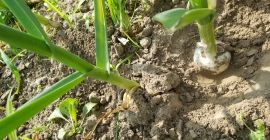 Ajo polaco hermoso Harnaś invierno variedad 12tys cabezas, crecidas