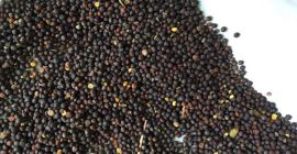 Venderé grano RZEPAK * País de origen - Ucrania.