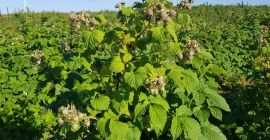 Voy a vender el postre de frambuesa Oktawia, Radziejowa,