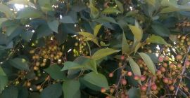 La venta de cerezas en la plantación de troncos