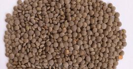 **** Lentejas marrón para alimentos **** Parámetros de calidad: