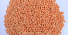 *** Calidad alimenticia lijada con lentejas *** Precio -