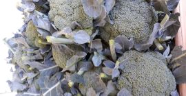 Hola, vendo un buen, saludable, más de 500 brócoli