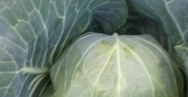 Hola, vendo un repollo joven de 2kg.