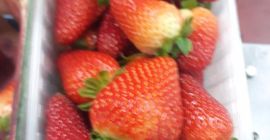 En venta precio fresas 11 PLN kg envases contenedores.