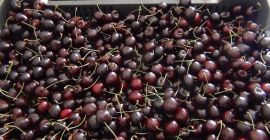 Nos gustaría ofrecerle frutas ecológicas: cerezas, cerezas, frambuesas directamente