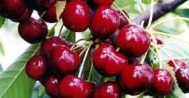 Bienvenido a la venta. Tengo cerezas interesadas. Por favor,