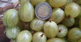 Hola. Venderé fruta de grosella. Agradable, grande, fruta dulce.