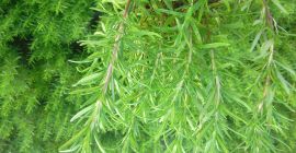 Ofrezco romero en macetas, cortes grandes y propagados. En