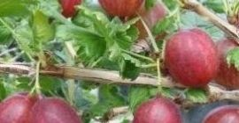 Vende grosellas para prensar unas 15t. Sin moho polvoriento.