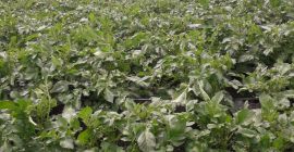 Nuevo productor de papa gran cantidad con documentos