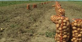 Vendemos papas nuevas para la producción 2020, aseguramos la