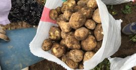 Papas nuevas