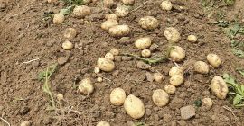 Papas de alta calidad, grandes cantidades, más detalles al