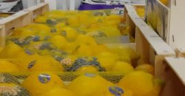 LAS TERRAZAS ESTÁN ABIERTAS !!!! LIMON PARA HORECA !!!!!